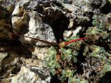 Erodium sibthorpianum