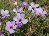 Linum hirsutum