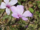 Linum hirsutum