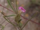 Silene subconica