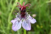 Nigella segetalis