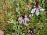 Nigella segetalis