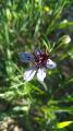 Nigella segetalis