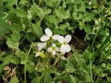 Arabis alpina