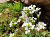 Arabis alpina