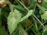 Arabis alpina