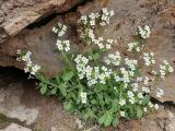Arabis alpina