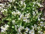 Arabis alpina