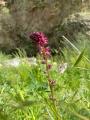 Lysimachia atropurpurea