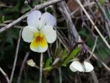 Viola arvensis