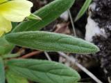 Helianthemum ledifolium