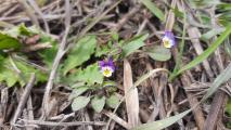 Viola occulta