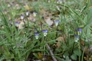 Viola occulta