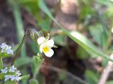 Viola occulta