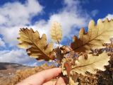 Quercus petraea