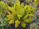 Astragalus macrocephalus