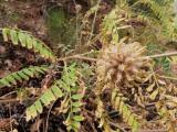 Astragalus macrocephalus