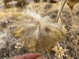 Astragalus macrocephalus