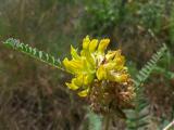 Astragalus macrocephalus