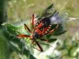 Rhynocoris iracundus