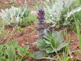 Ajuga orientalis