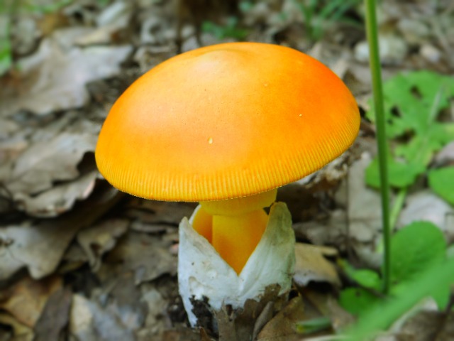 Amanita caesarea