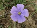 Linum austriacum