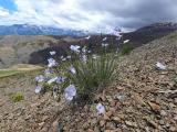 Linum austriacum