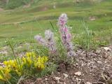 Stachys lavandulifolia