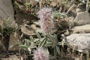 Stachys lavandulifolia