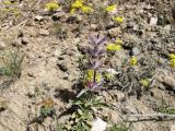 Stachys lavandulifolia