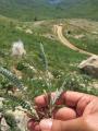 Astragalus densifolius