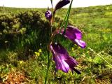 Gladiolus atroviolaceus