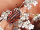 Graphosoma italicum