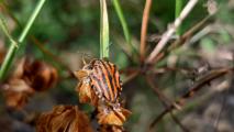 Graphosoma italicum