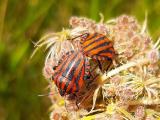 Graphosoma italicum
