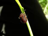 Graphosoma italicum