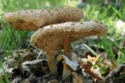 Macrolepiota procera