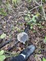 Coprinopsis picacea