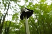 Coprinopsis picacea
