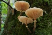 Armillaria mellea