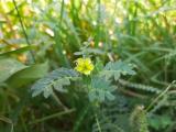 Tribulus terrestris