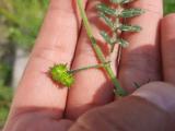 Tribulus terrestris