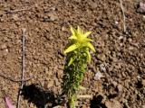 Sideritis montana