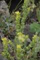 Sideritis montana