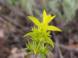 Sideritis montana