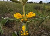 Phlomis armeniaca