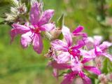 Lythrum salicaria