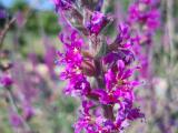 Lythrum salicaria