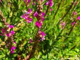 Lythrum salicaria